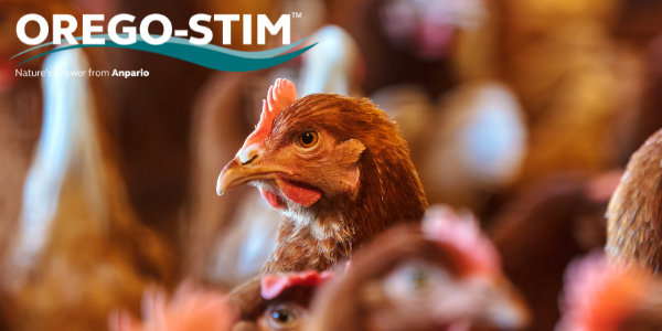 Case Study: Orego-Stim Maintains Gut Health, Supporting Optimal Egg Quality